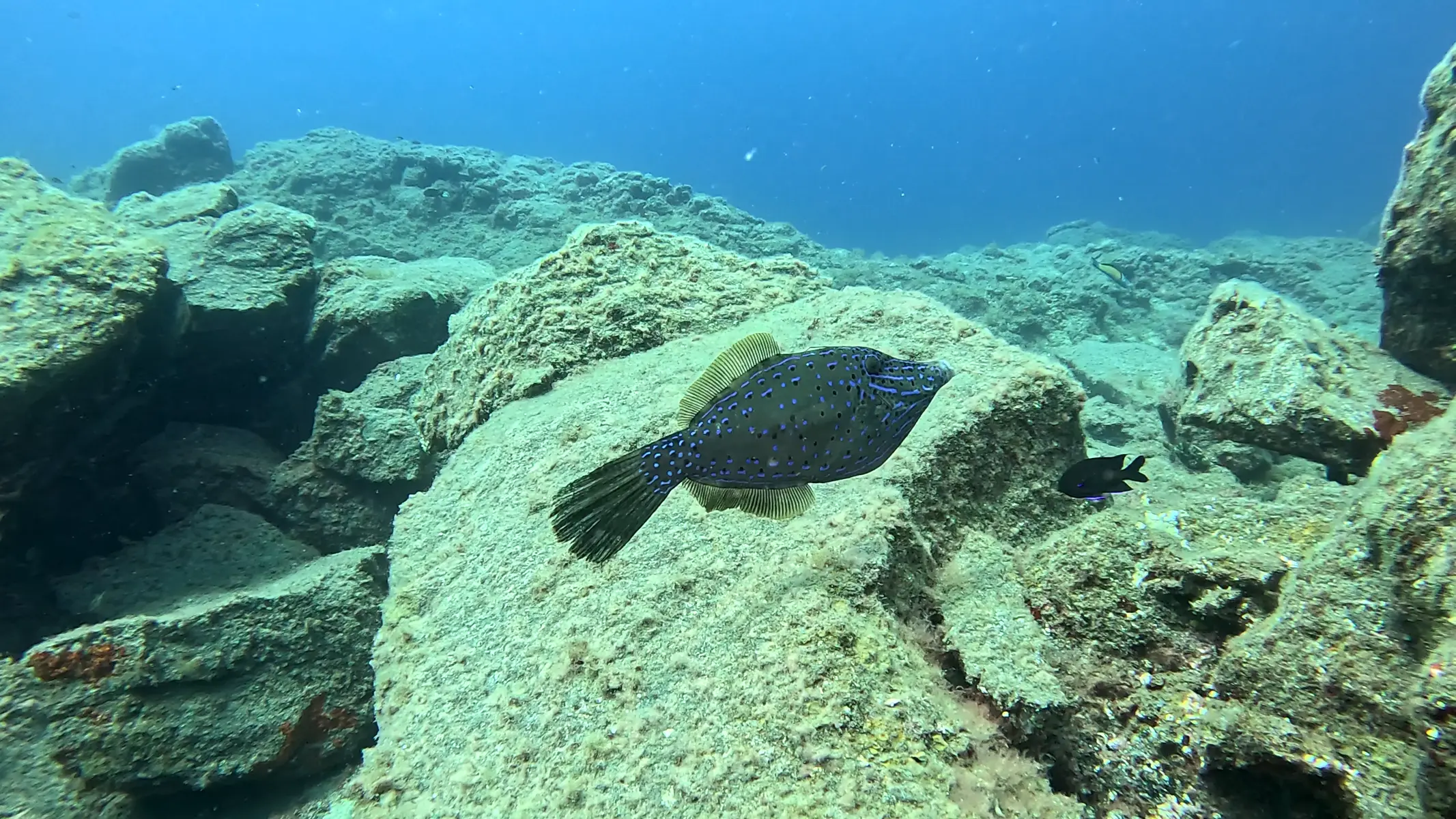 Excursión de snorkel