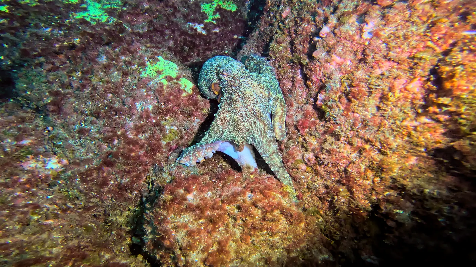 Sitio de buceo Octopus Cove