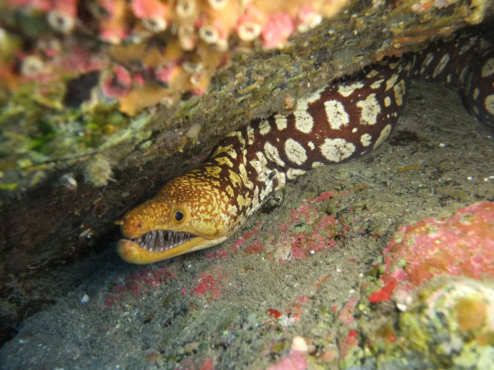 Buceadores certificados en inmersión