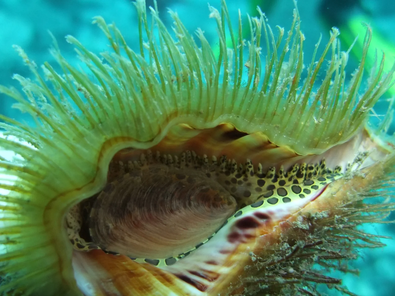 Snorkel en Los Gigantes